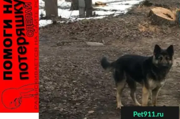 Пропала собака в Кимрах, Тверская область