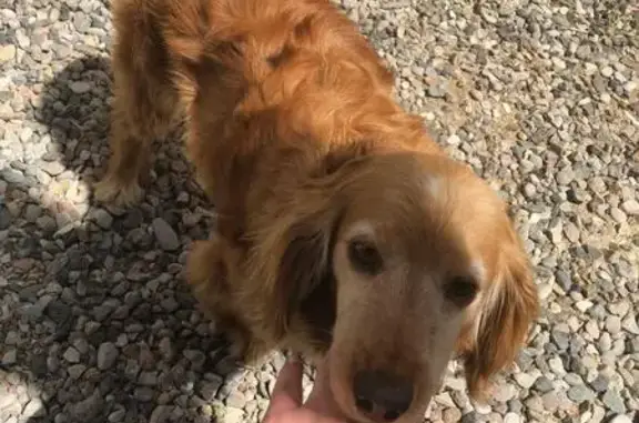 Найдена собака в Пятигорске, ищет любящих хозяев