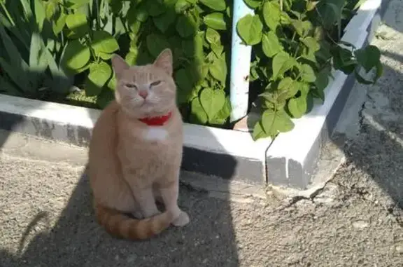 Пропала кошка на Ул. Островского 146 в Геленджике