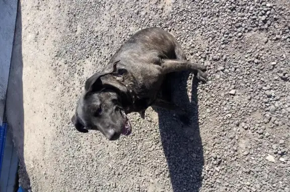 Пропала собака Найда в Грибках, Московская область