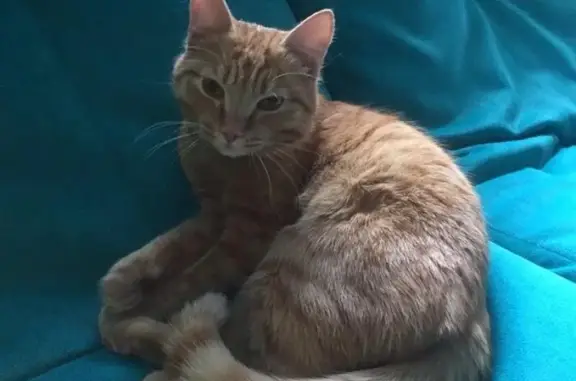 Пропала кошка, найден рыжий кот в Иркутске