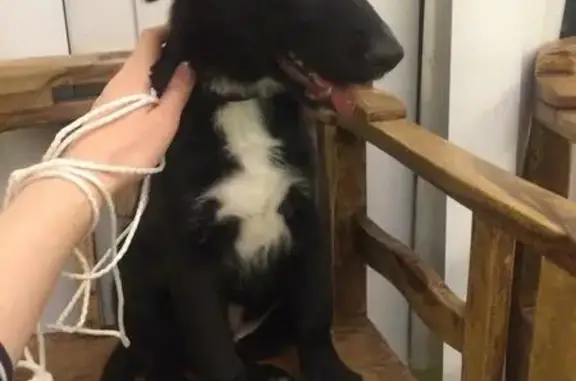 Найдена собака на Китай-городе, ищет дом
