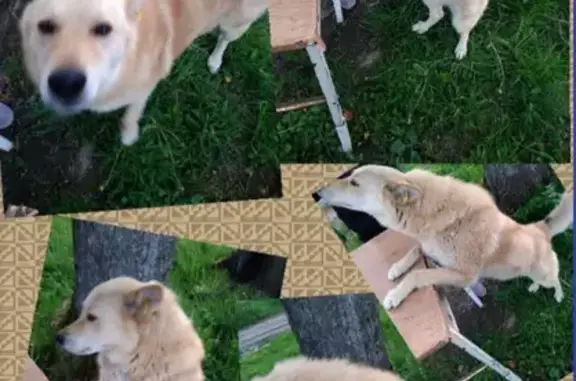 Собака ищет хозяина в Заозерье, Калининградская область