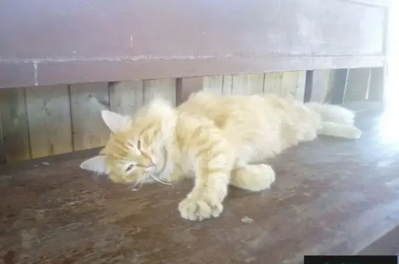 Молодой кот найден в Наро-Осаново, Одинцовский район, МО