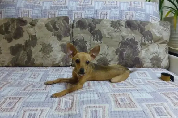 Найдена маленькая собачка возле дома на Мира 15, ищем хозяина в Кабардинке