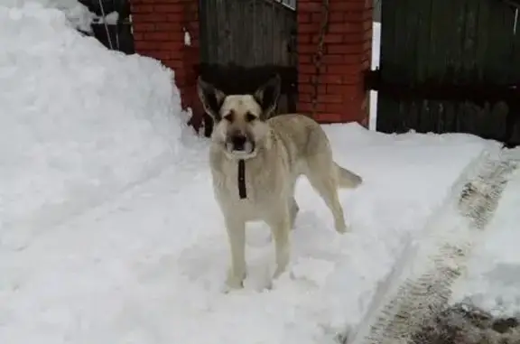 Найдена собака в Самаре, район п. Гранный