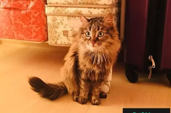Найдена камышовая кошка в Первоуральске