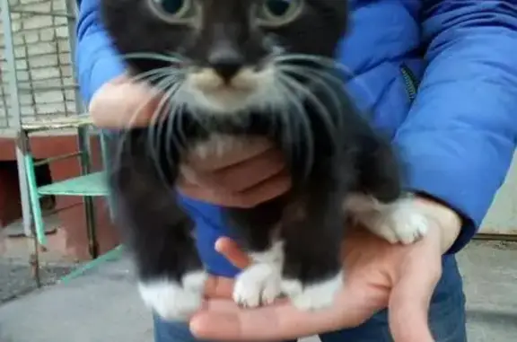 Найдена кошка в Омске, ищет дом