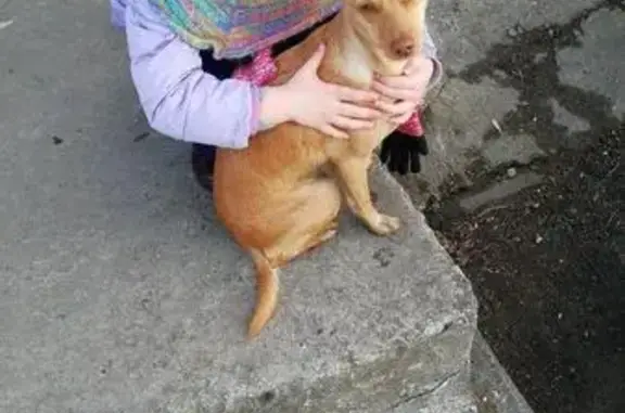 Найдена собака на улице Звёздной, Новосибирск
