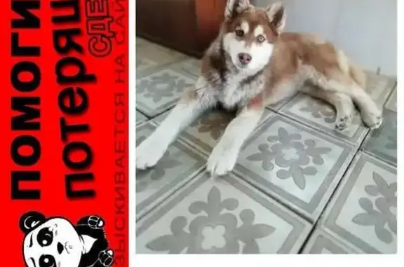 Кошки потеряшки, Воронцовка, фото: Потеряшка кошка в с. Воронцовка, Краснодарский край