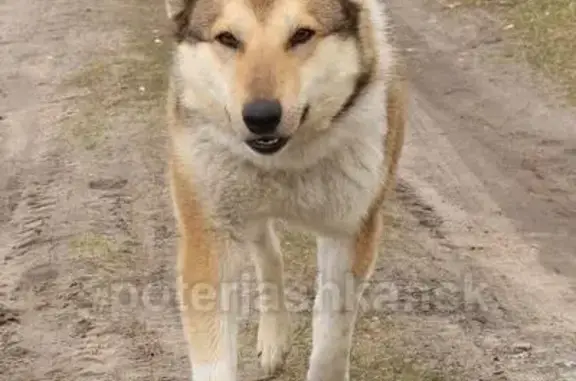 Найдена собака в деревне Пристань-Почта, НСО