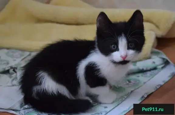 Найдена черно-белая кошка в Пскове, ищет дом с мамой.