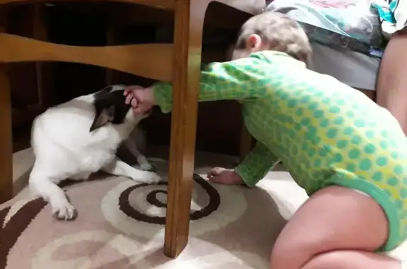 Собаки потеряшки, Краинка, фото: Потеряшка собака в посёлке Курорт Краинка, Тульская область