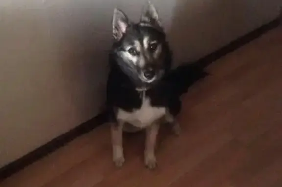 Собаки потеряшки, Ваньково, фото: Потеряшка ласковая собака в Ваньково, Московская область