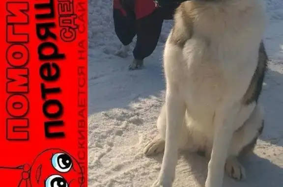 Пропала собака в пос. Шатурторф, Московская область