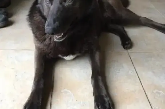 Найдена собака в Большом Сареево