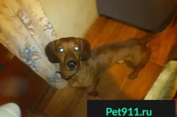 Пропала собака в Солнечногорске, проблема с когтем на лапе