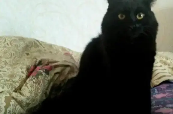 Пропала кошка Трутя на Мурановской, 17Б!
