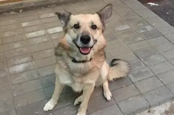 Найден славный пес в Москве, Южное Чертаново - без адресника