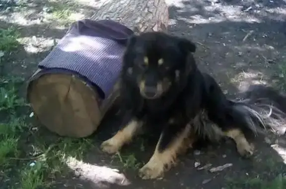 Найден Бурятомонгольский волкодав в Мытищах, Московская область