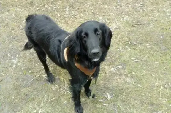 Пропала собака на Приморской, метис сеттера, чёрный окрас. Телефон для связи.