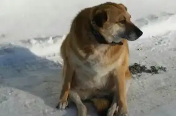 Пропала собака в районе котеджей, Новосибирск