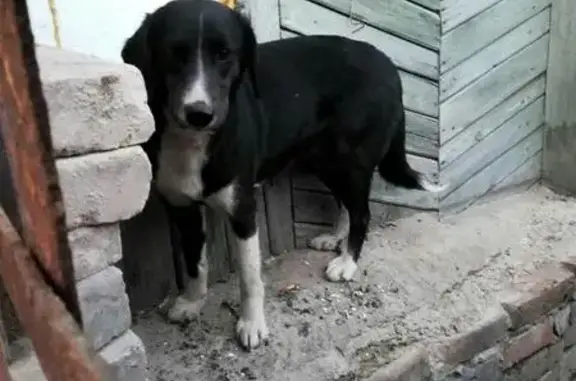 Найдена собака Белли, ищем хозяев в Стерлитамаке
