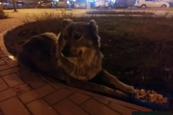 Собака найдена в мкр. Радужный, ул. Пирогова, кавказец без ошейника.