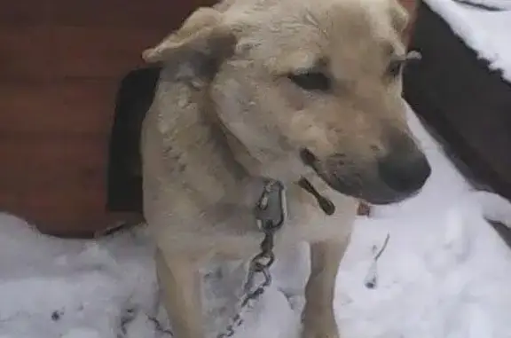 Собака Берта ищет дом в Кургане