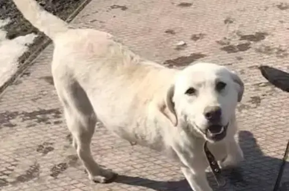 Пропала собака в Царском селе, Одесса