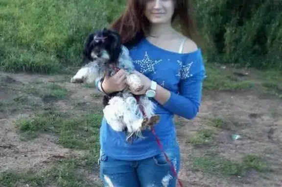 Найдена собака в Алчевске, ищем хозяина!