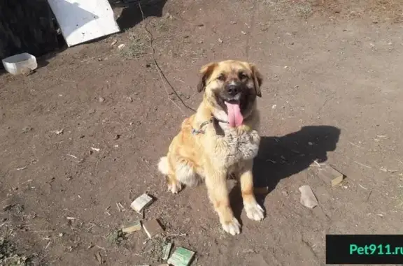 Найдена большая рыжая собака в Карымском