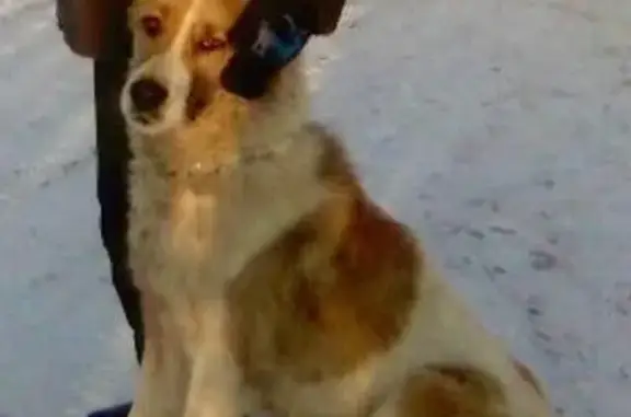 Пропала собака в Ульяновске.