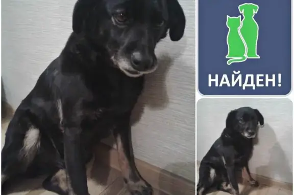 Найдена собака на ул. Леонова, 64 #НАЙДЕН_КОТОПЕС39