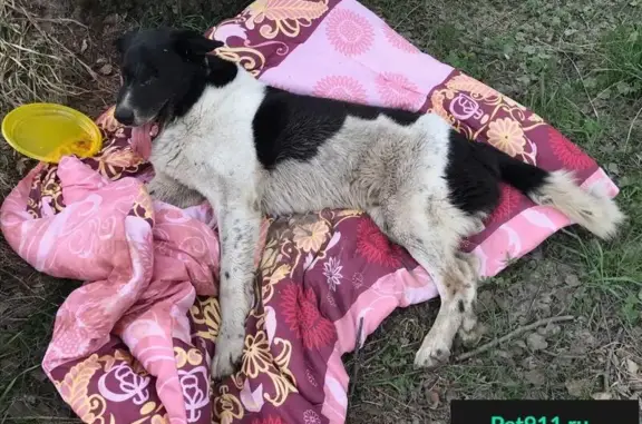 Найдена собака Бим в Фрязино, нужна помощь.