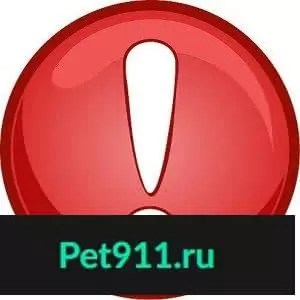 Найдена рыжая собака в Юго-Западном, Екатеринбург