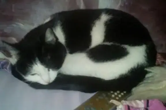 Пропала домашняя кошка Верунчик по адресу Одесская 22а!