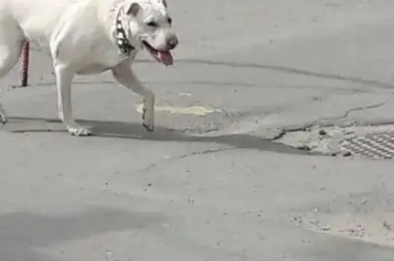 Собака найдена на ул. В.И. Ленина, 17 в Волгограде