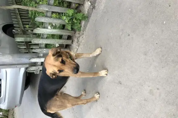 Собака с ошейником найдена в Дзержинске, Нижегородская область