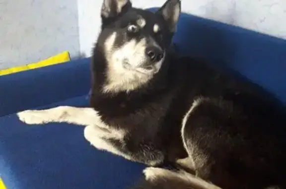 Пропала собака в Зелёновке, Самарская область