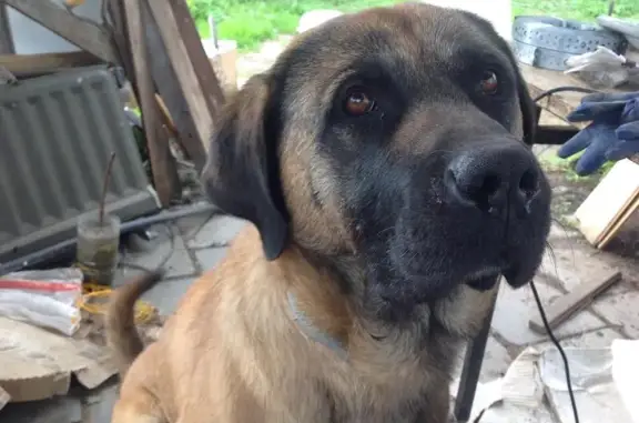Найдена собака в Коломнино, Тарусский район, Калужская область.