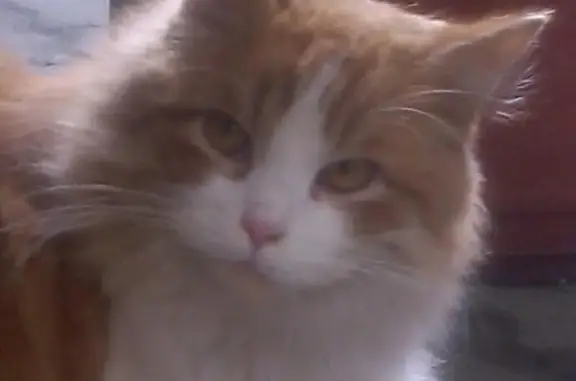 Пропала кошка в Темрюке, живет возле магазина.