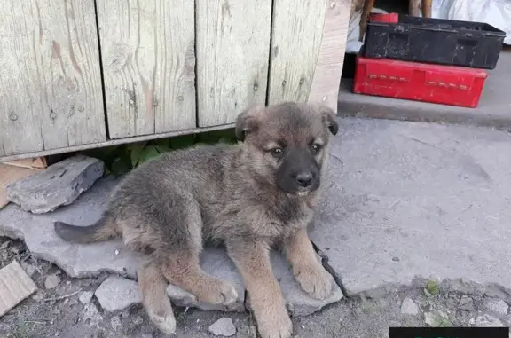 Найдена собака в Липецке, ищет дом