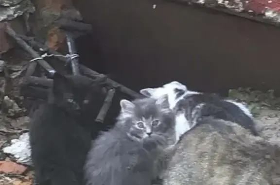 Найдены котята на Исаковского в Смоленске