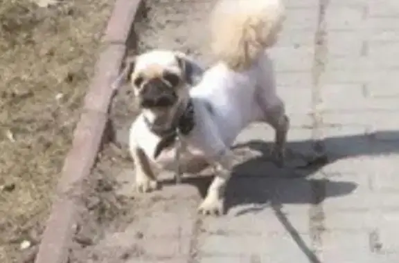 Пропала собака породы пекинес на Клязьме, район Гагарина, Орехово-Зуево