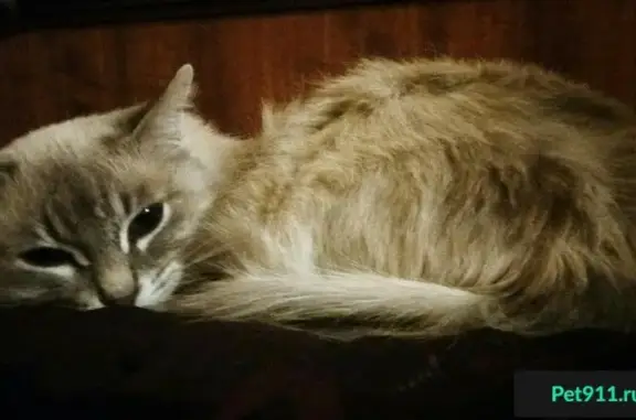 Пропала кошка Даша в Ростове, нужна помощь!