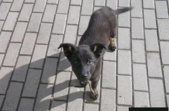 Собака найдена возле торгового центра на Запсибе!