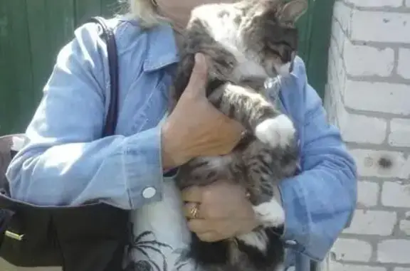 Найдена кошка в Володарском районе, Брянск