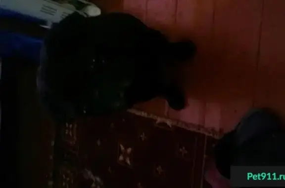 Найден черный мопс в Петровском парке, Рыбинск