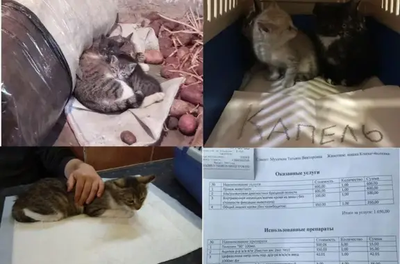 Найдена кошка Татьяна К. и ее котята нуждаются в помощи